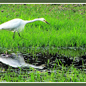 Little Egret