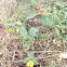 Partridge Pea