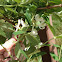 Honeysuckle