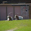 Scimitar Oryx