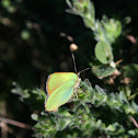 Green Hairstreak