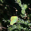 Green Hairstreak