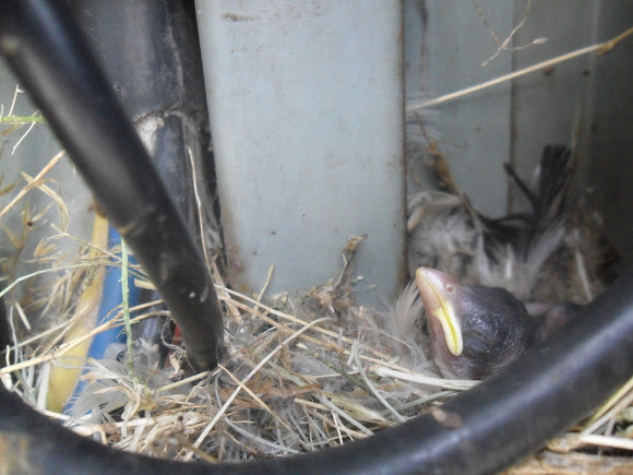 Spotting Image 1