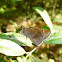 Clouded Skipper