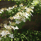 Viburnum