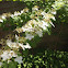 Viburnum