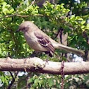 Mockingbird