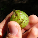 Larger Empty Oak Apple Wasp Gall