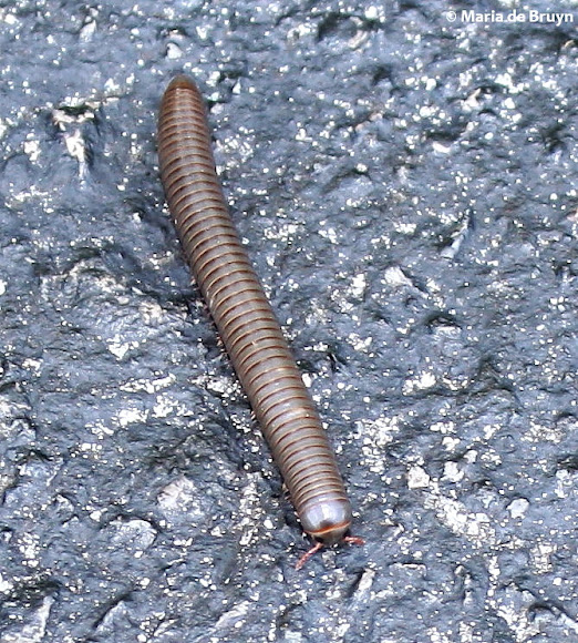 Spotting Image 1