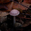 Lilac bonnet