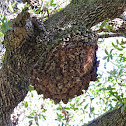 Oak