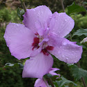 Rose of Sharon