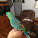 Red Rump Parakeet
