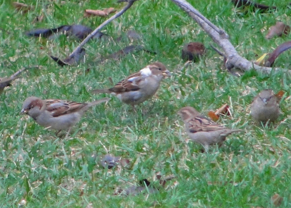 Spotting Image 1