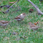 Piebald House Sparrow