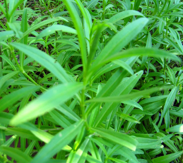 Mexican tarragon Project Noah