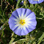 Morning glory