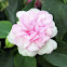 Impatiens