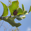 Orb Weaver