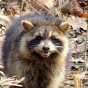 Raccoon