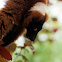 Red Ruffed Lemur