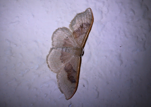Spotting Image 1