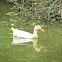 Domestic duck