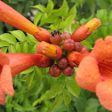 Square-headed wasp