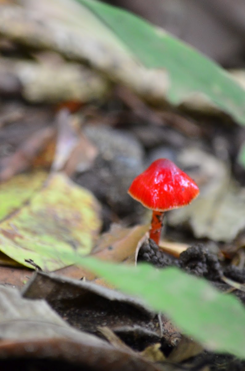 Hongo rojo