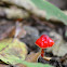 Hongo rojo