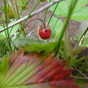 Walderdbeere