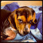 Beagle Mix