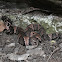 Western Cottonmouth
