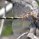 Gray Sand-dragon dragonfly