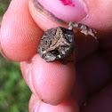 Eastern American Toad (metamorph)