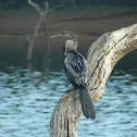darters or snakebirds