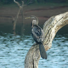 darters or snakebirds