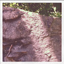Ground skink