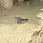 Peaceful Dove