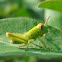 Northern Green-striped Grasshopper nymphs