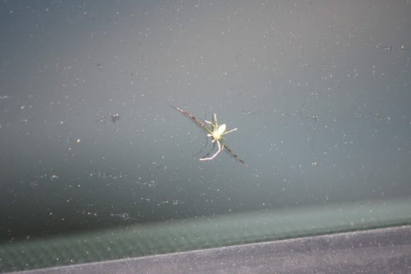 Spotting Image 1
