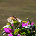 Grey Pansy