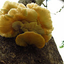white fungi