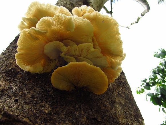 Spotting Image 1