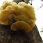 white fungi