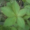 Buckeye tree