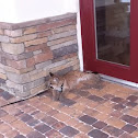 Florida Cougar