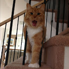 Domestic Cat