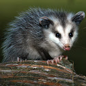Opossum