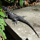 Black Iguana